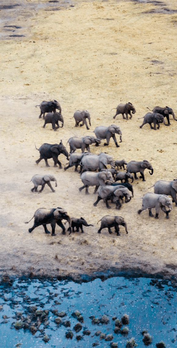 Sustainability - Aerial view of elephants